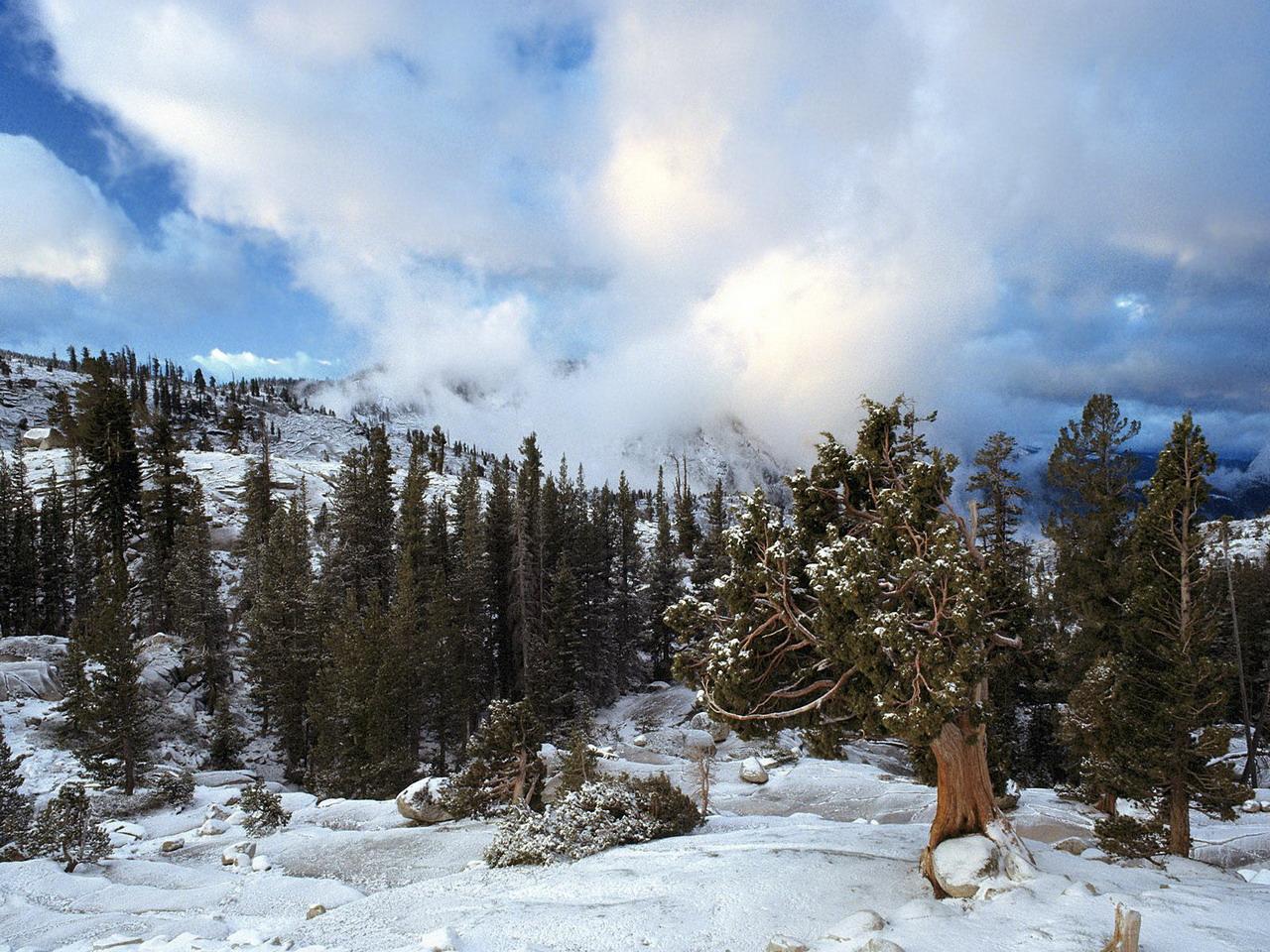 обои Early Snow Tree Huddle,   Sierra Nevada,   Californi фото