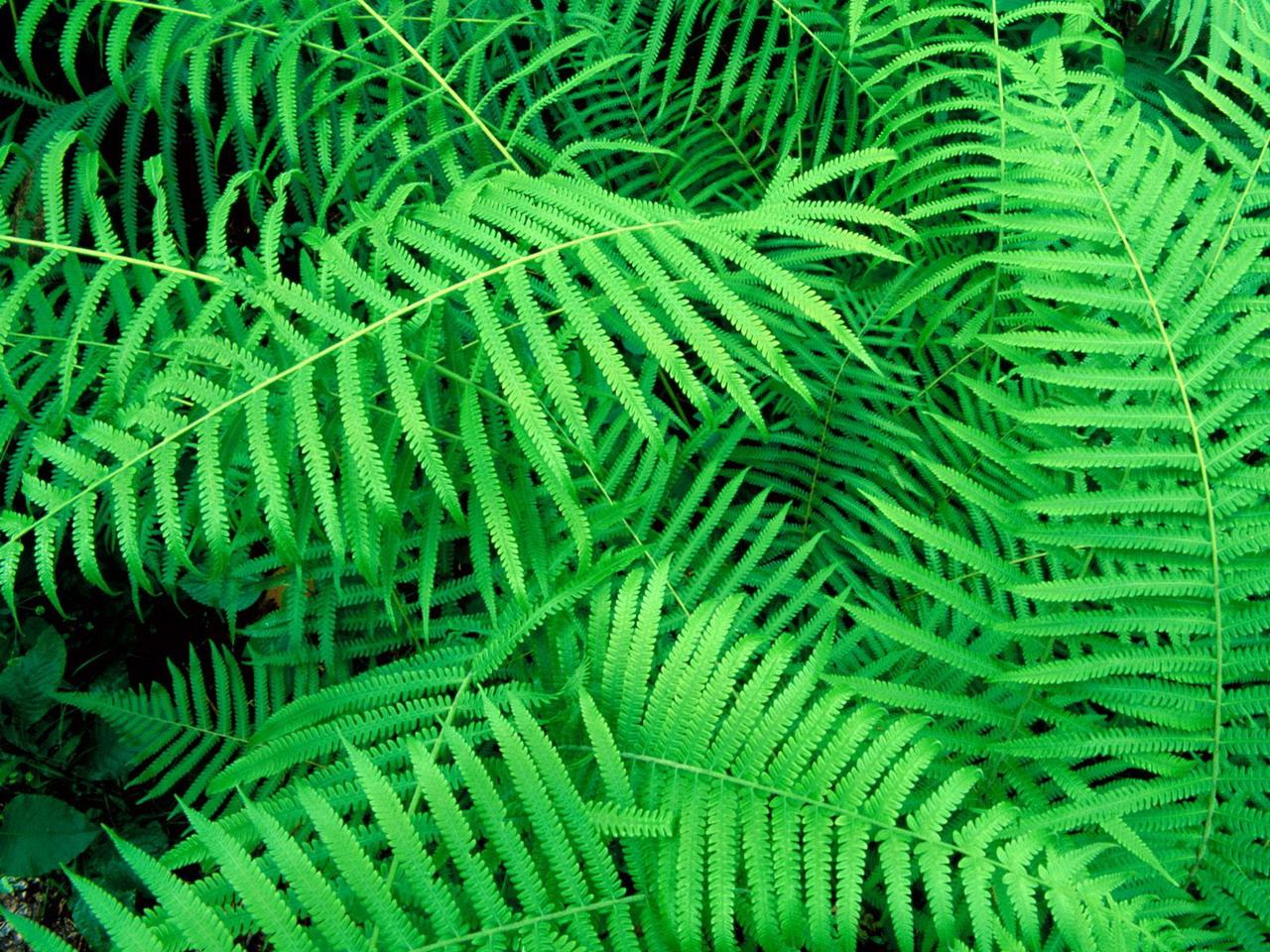 обои Hammock Fern,   Atchafalaya Basin,    Louisiana фото