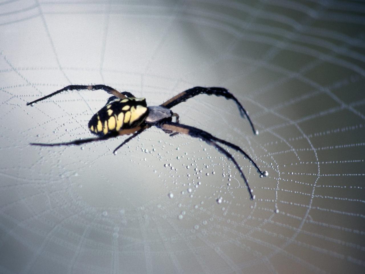 обои Black and Yellow Argiope,   Clearwater,   Florida фото