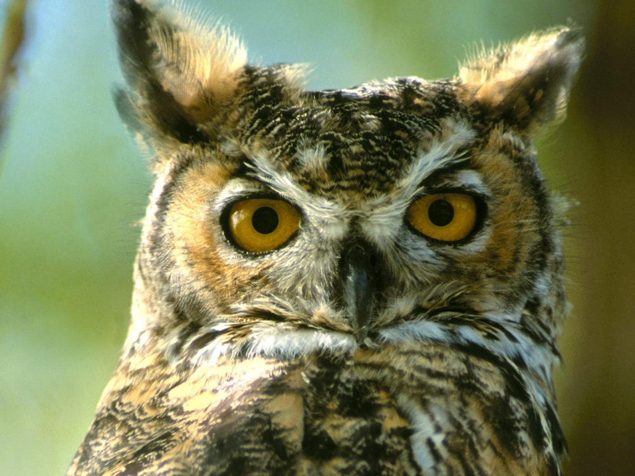 обои Great Horned Owl,   Montana фото