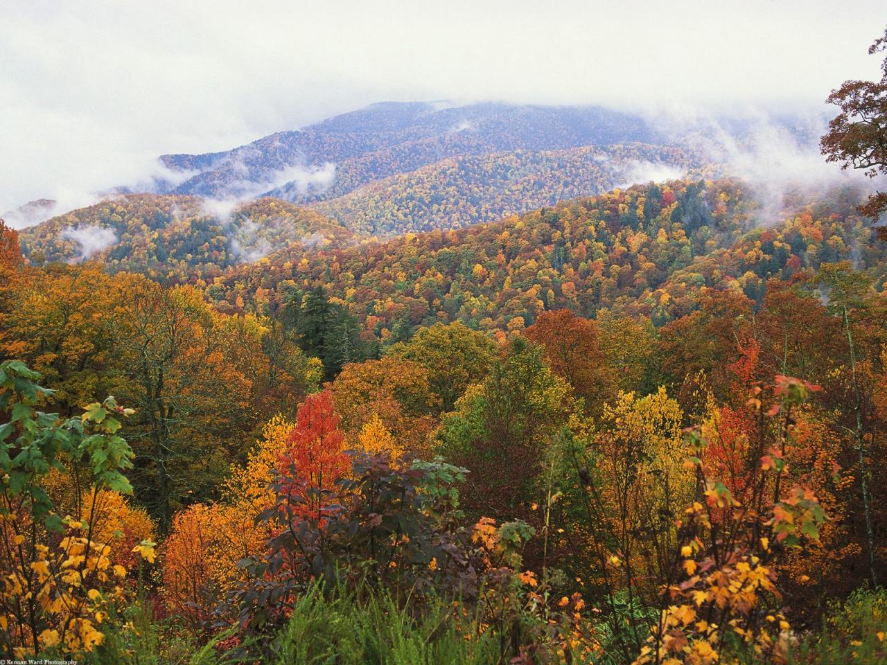 обои Lush Landscape,   Appalachian Mountains,   North Carolina фото