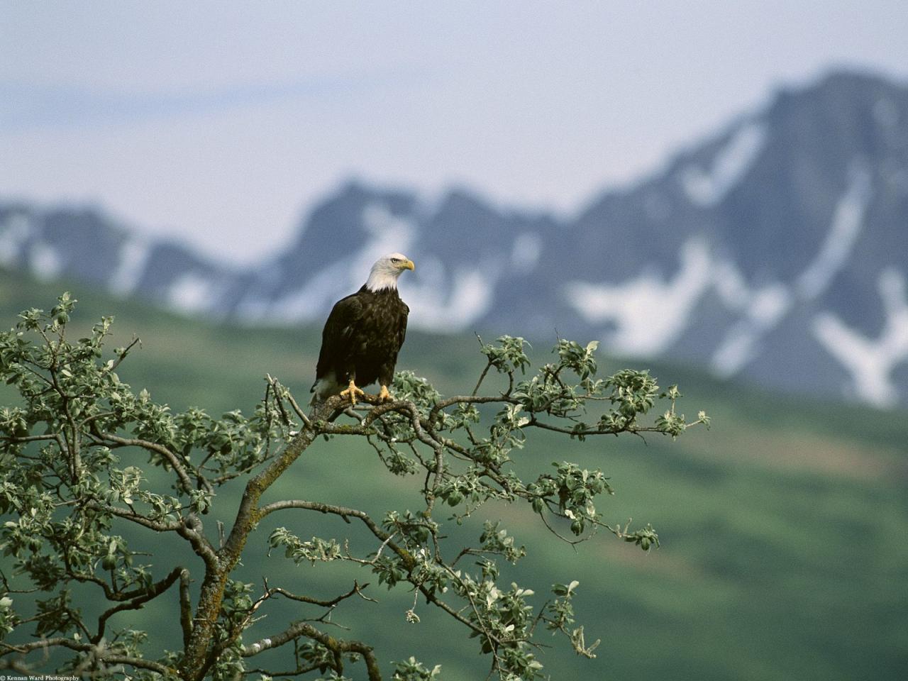 обои On Guard,   Bald Eagle,   Alaska фото