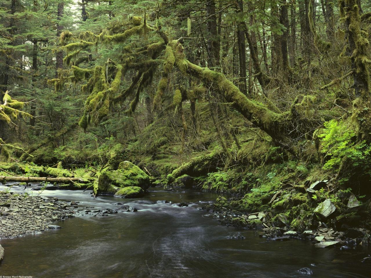 обои Peaceful Forest,   Southeast Alaska фото