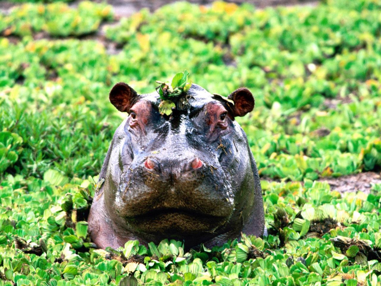 обои Peek-a-boo,   Hippopotamus фото