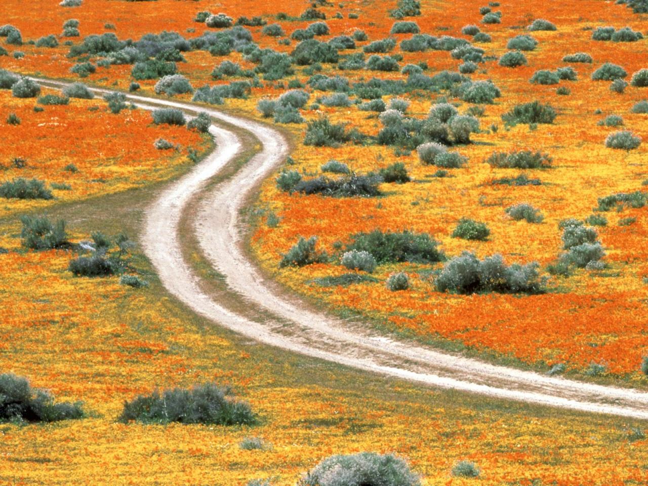 обои Poppies of Antelope Valley,   California фото