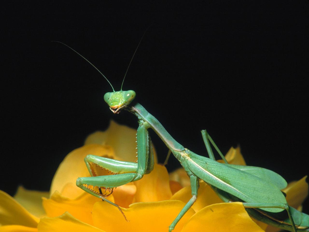 обои Praying Mantis фото