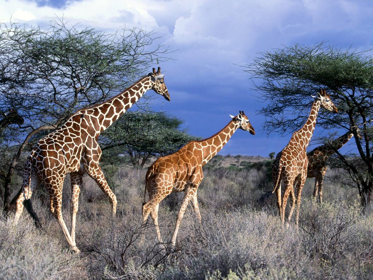 обои Reticulated Giraffes,   Kenya,   Africa фото