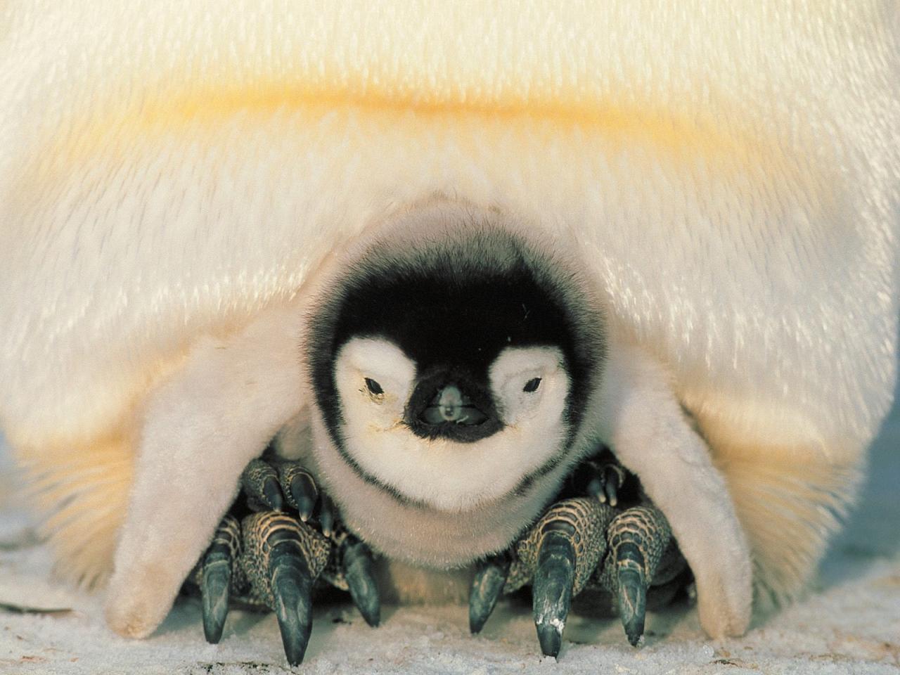 обои Safe Harbor,   Emperor Penguins,   Weddell Sea,   Antarctica фото