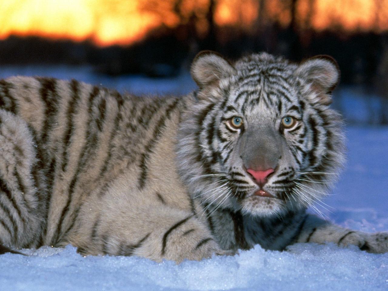 обои White Tiger Cub фото