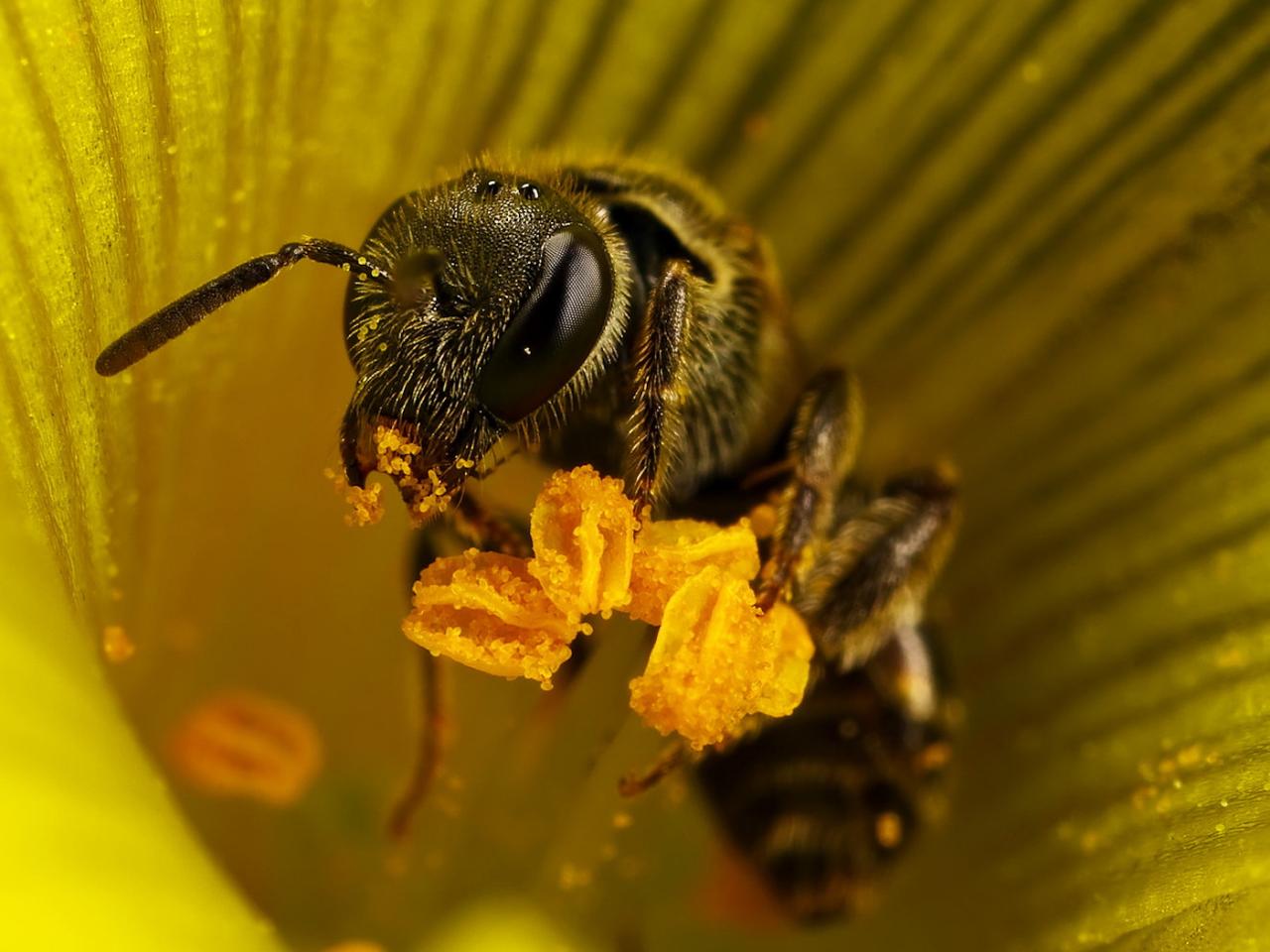 обои Пчела собирает мед фото