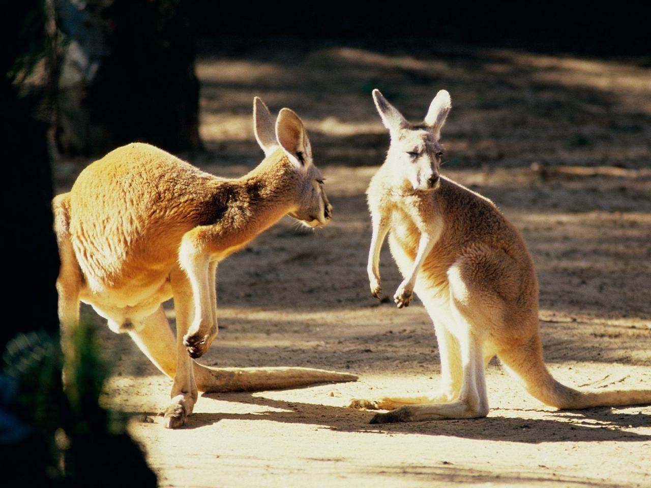 обои Kangaroo talk фото