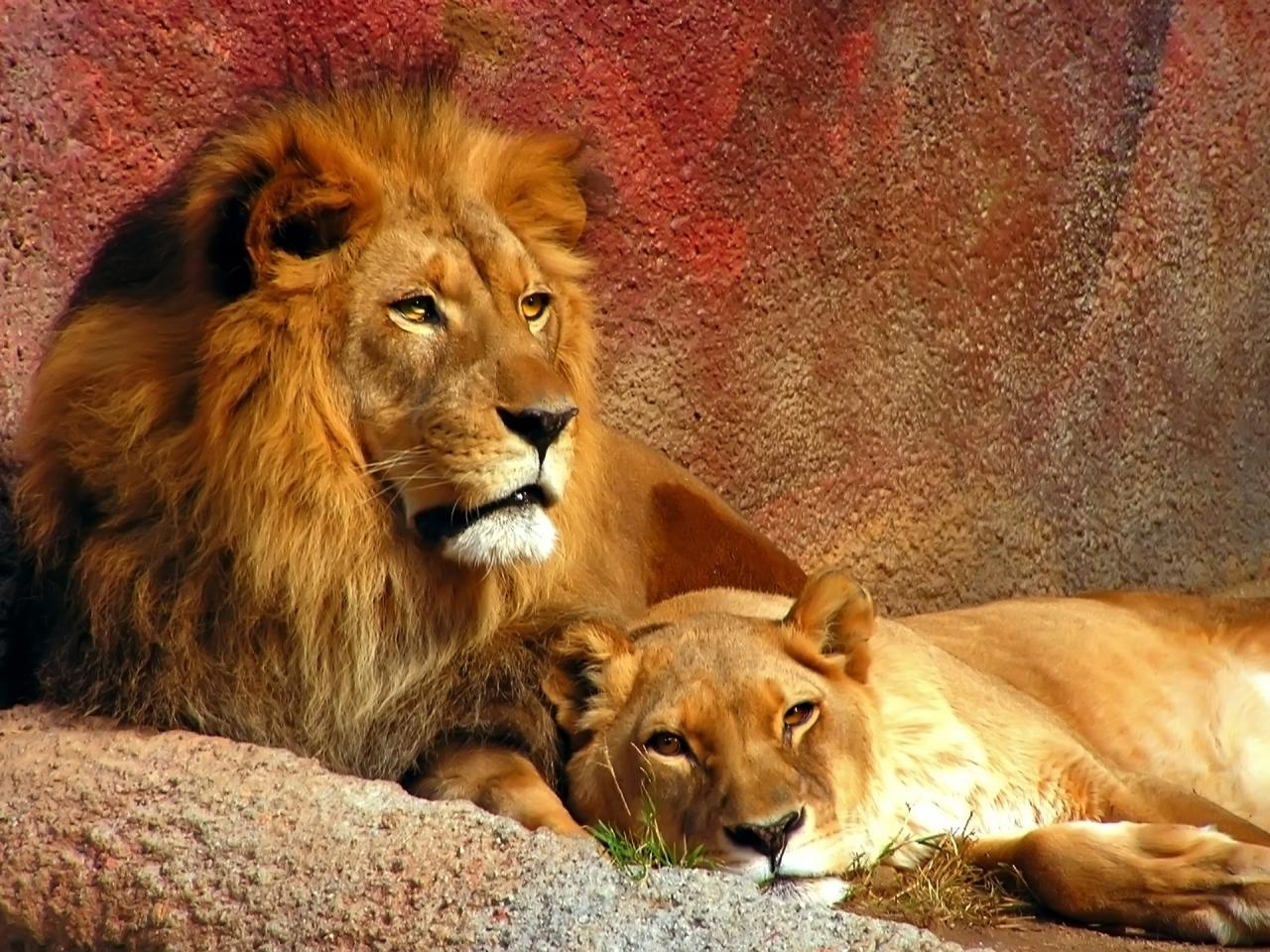 обои Two lions lying фото