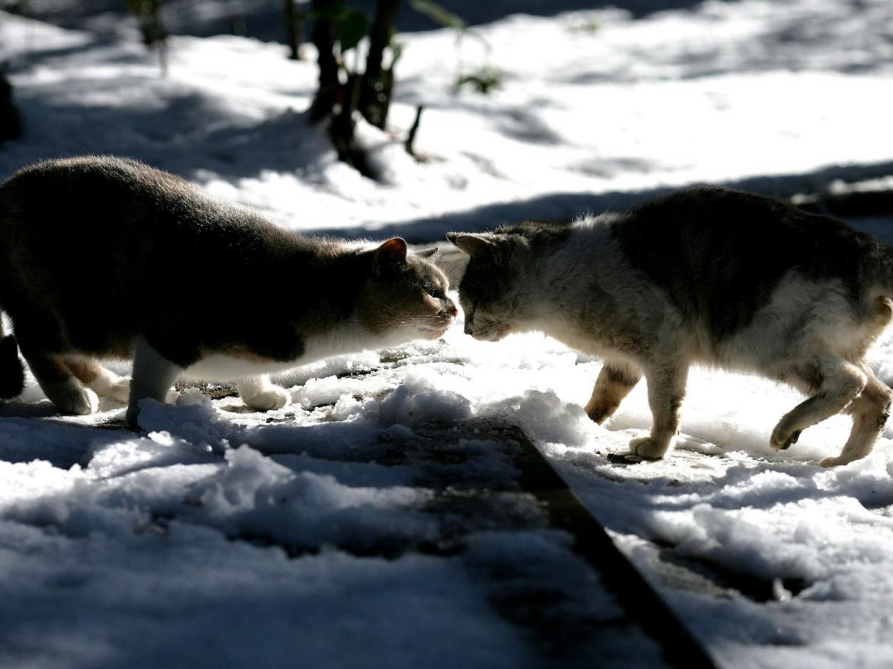 обои Два кота и снег фото