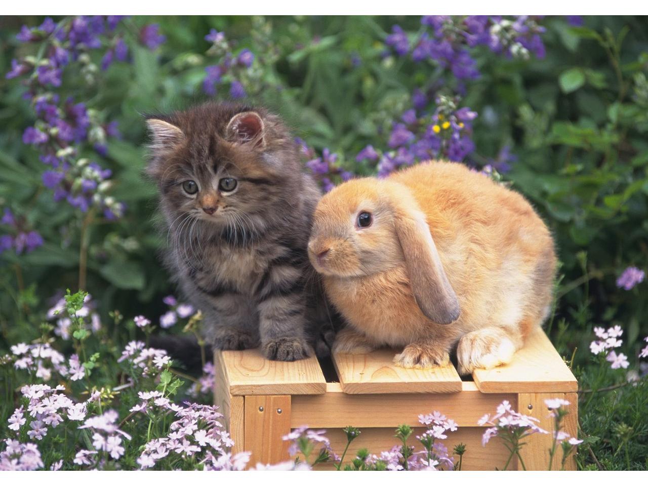 обои Кот и кролик фото