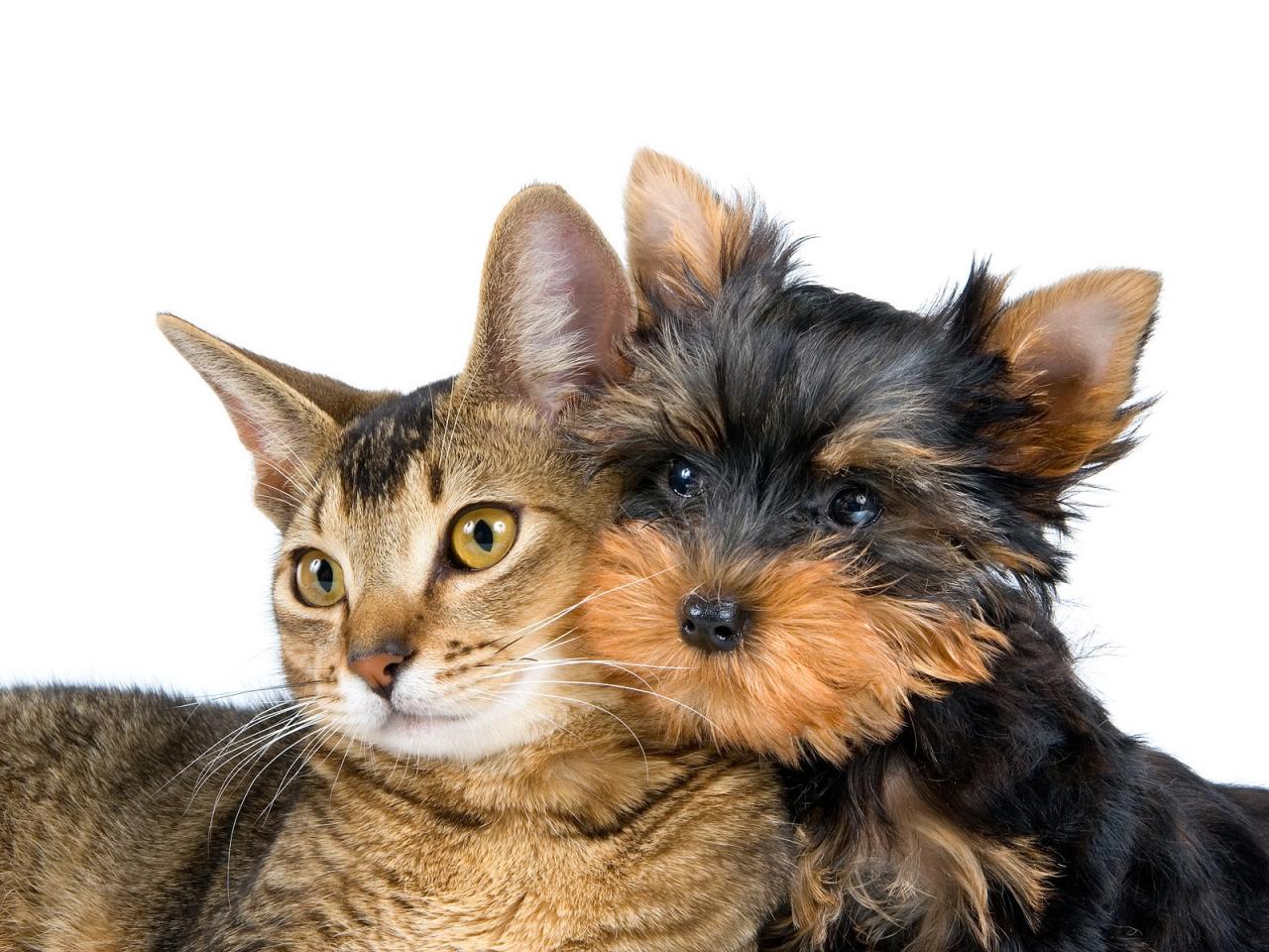 обои Кот и собака фото