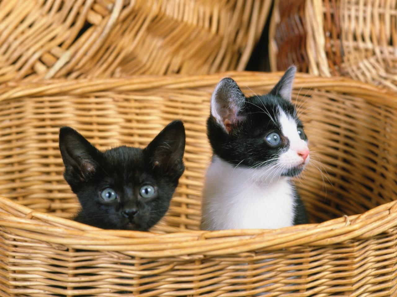обои Кошки в корзине фото
