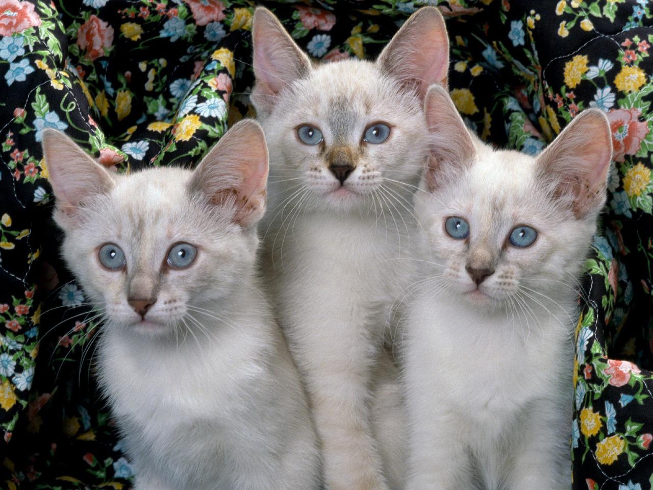 обои Три белых схожих кота фото