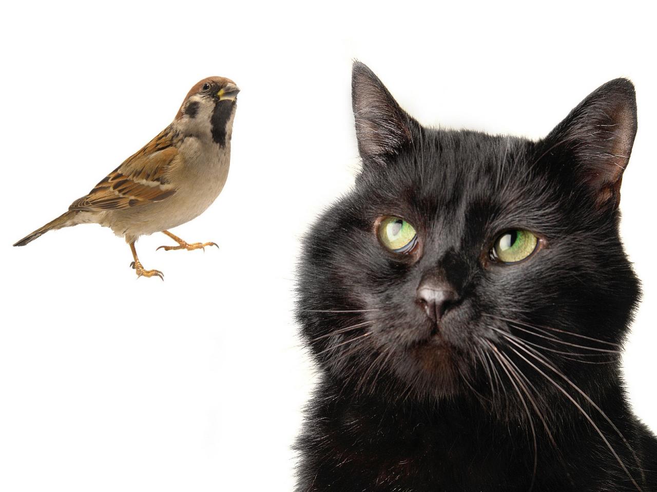 обои Черный кот и попугай фото