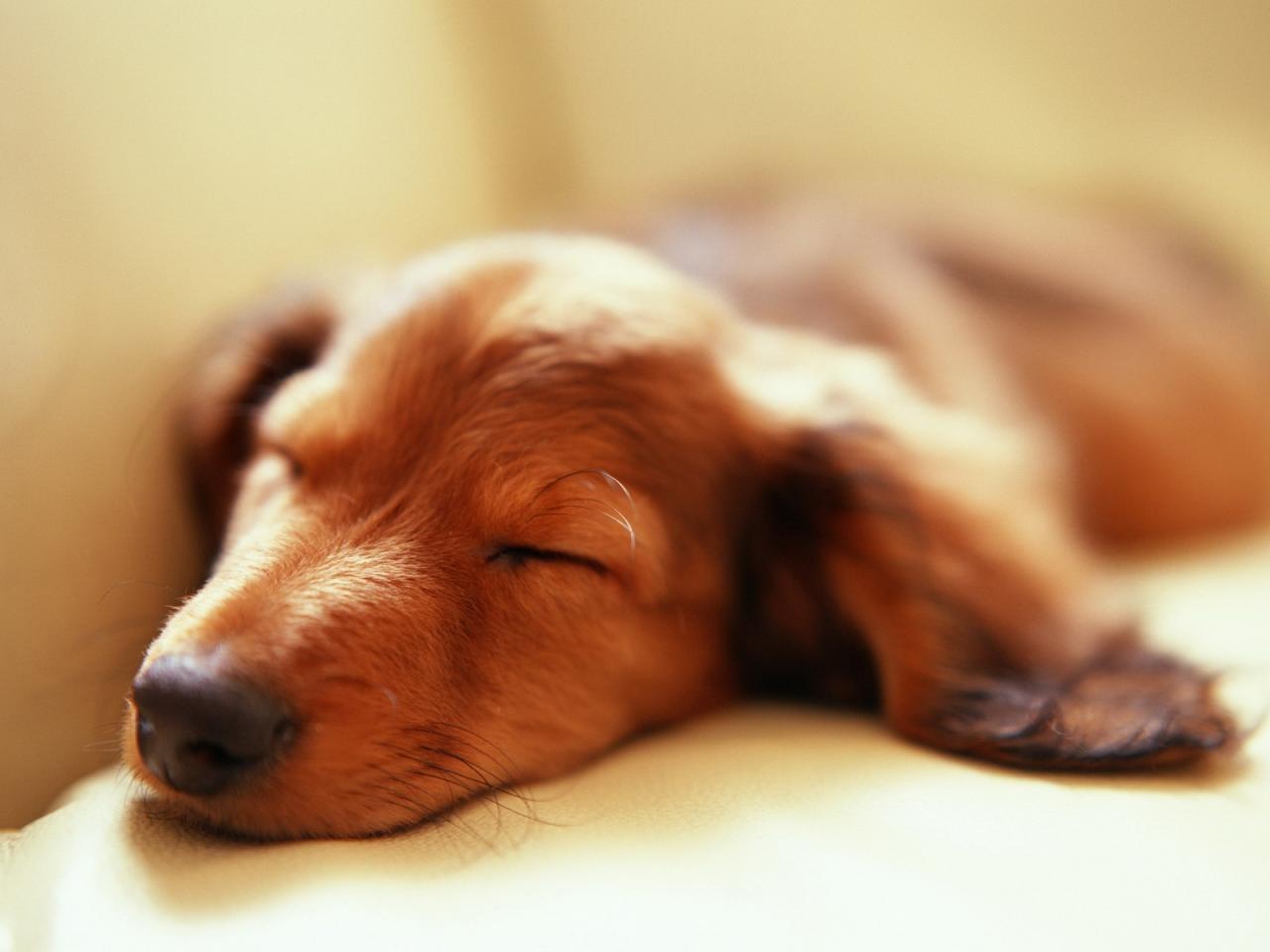 обои Sleepy dog фото