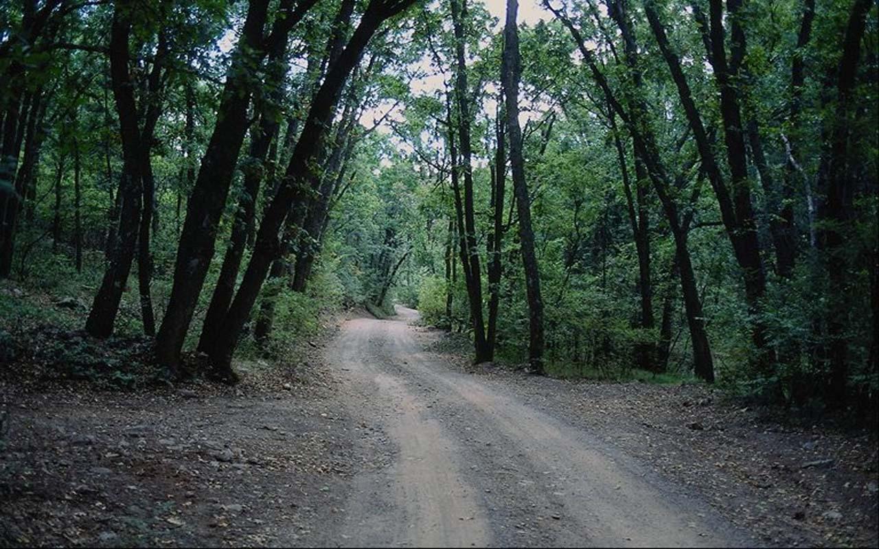 обои Дорога в лесу фото