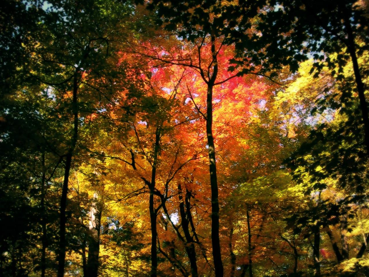 обои Autumn Forest фото