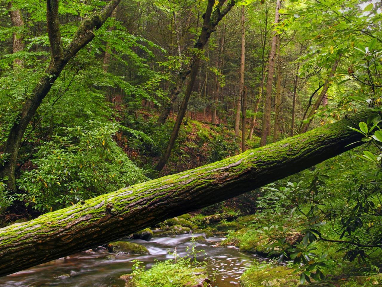 обои Fallen Tree фото