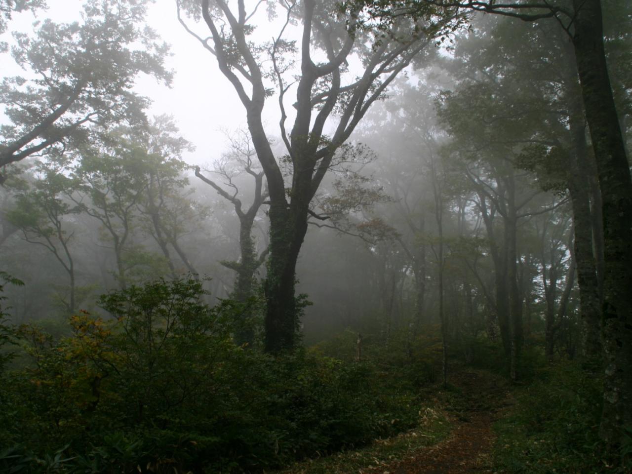 обои Foggy Forest фото