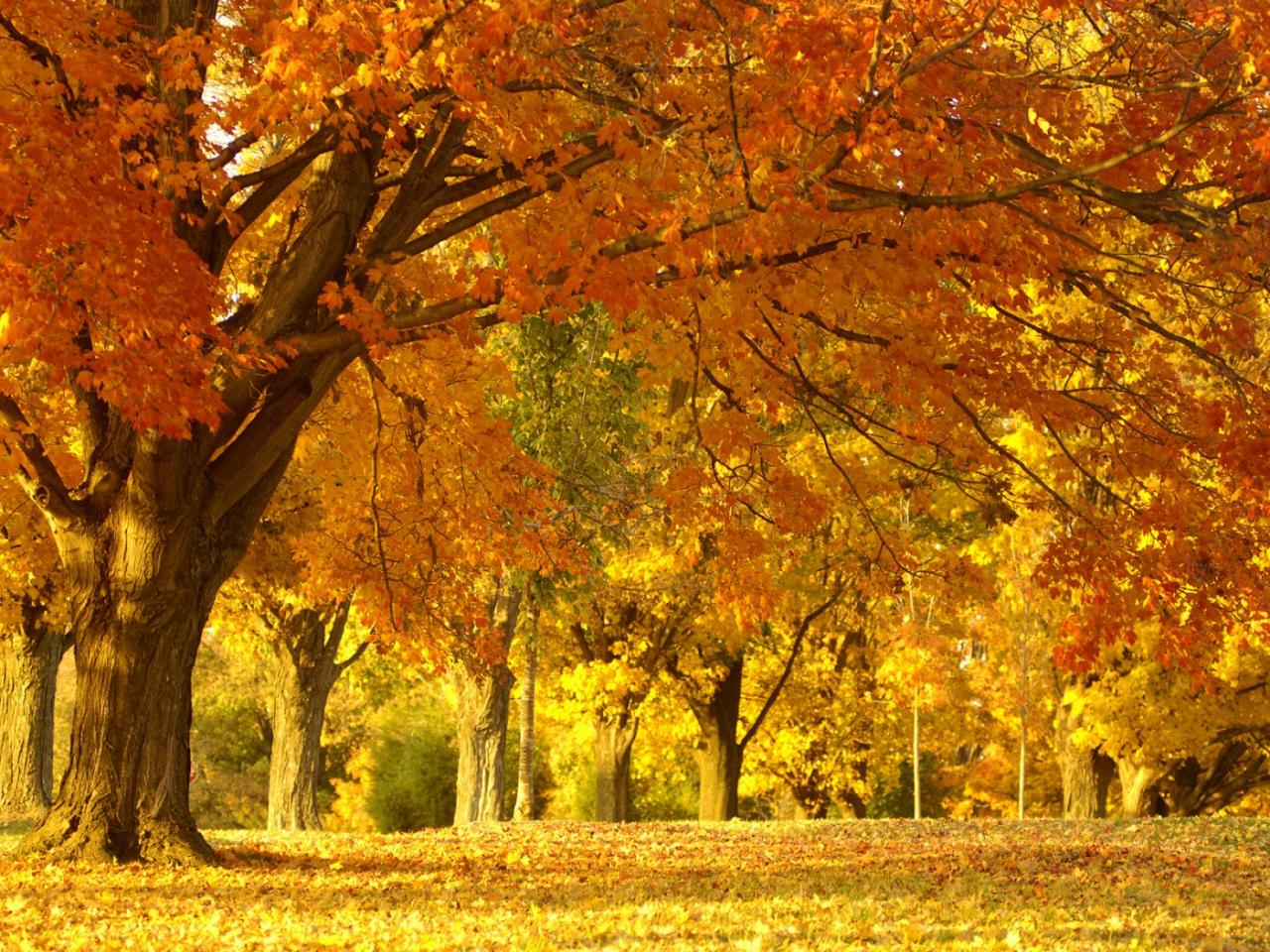 обои Golden Autumn Tree фото