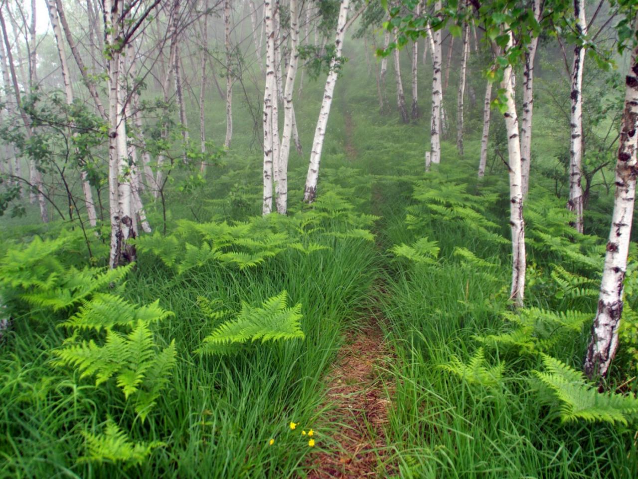 обои Misty Forest фото