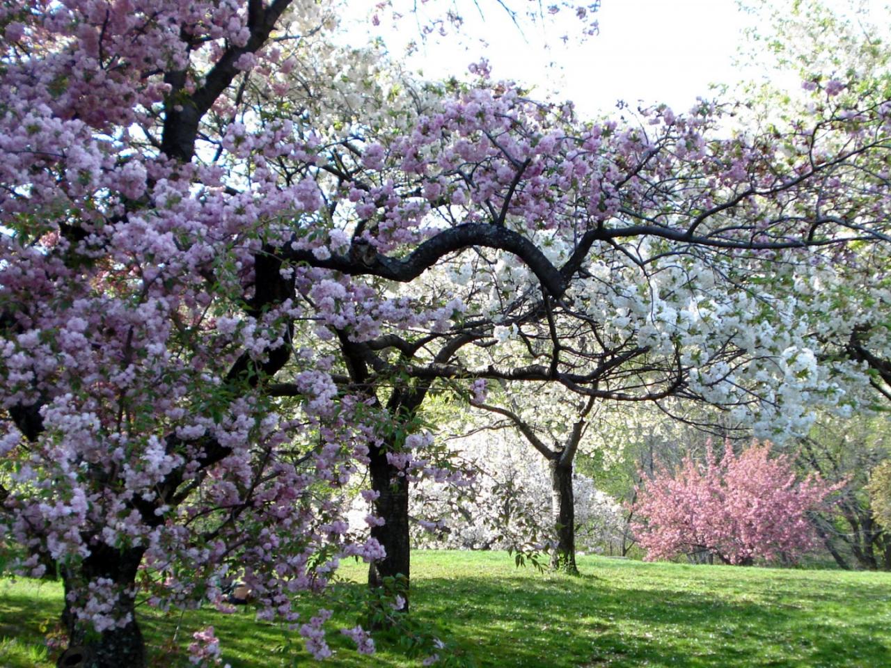 обои New York Botanical Garden фото