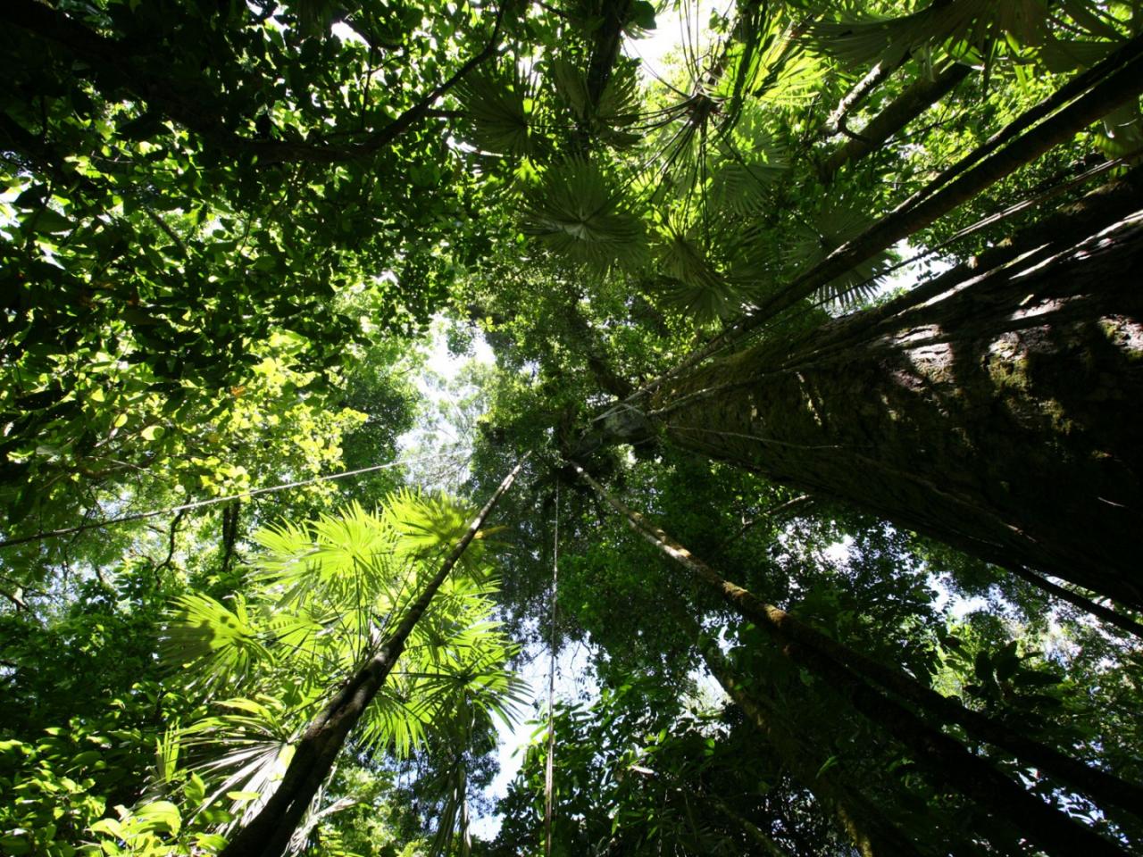 обои Rainforest canopy фото