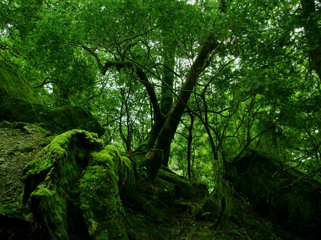 обои Rainforest Moss фото