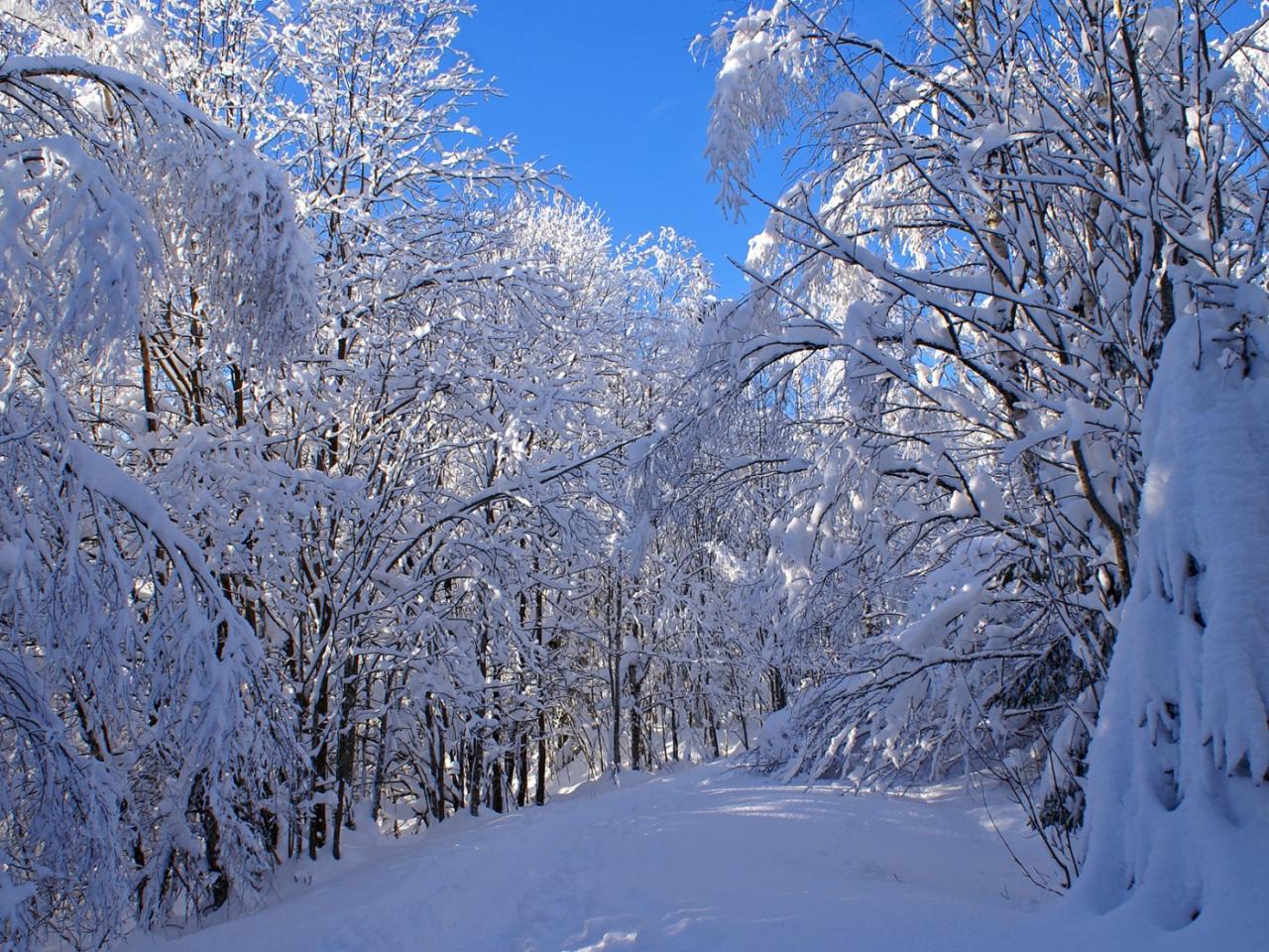 обои Snowy Branches фото