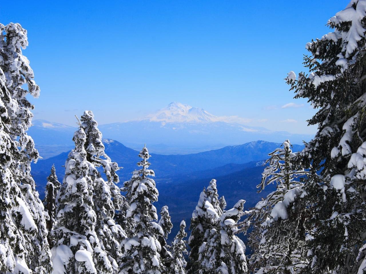 обои Snowy Firs фото