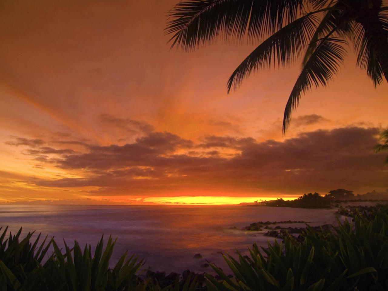 обои Tropical Sunset фото