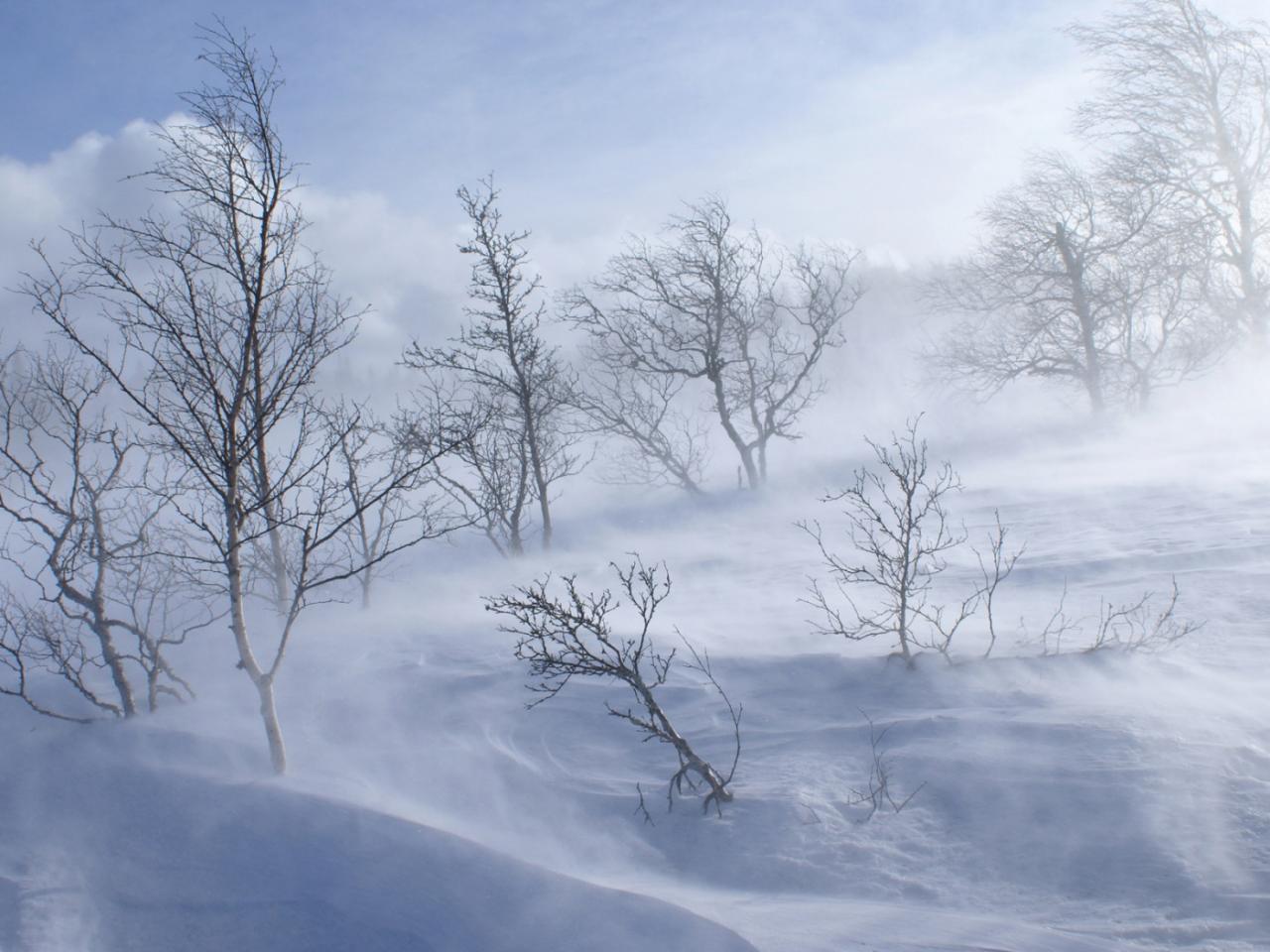 обои Windy Winter Day фото