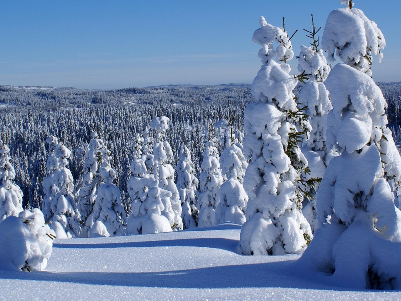 обои Winter Forest фото