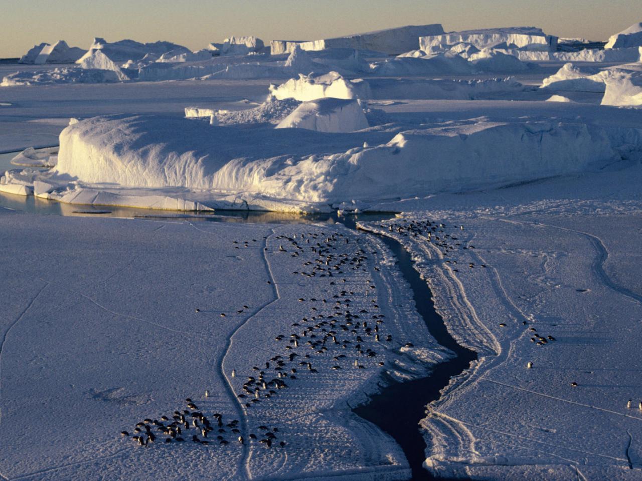 обои Aerial View of a Group of Adelie Penguins,   Antarctica фото