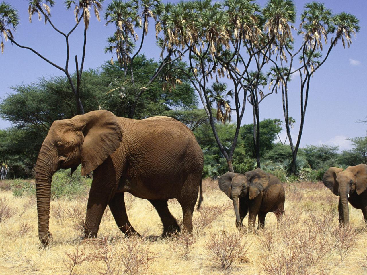 обои African Elephant With Young,   Samburu National Reserve,   Kenya,   Africa фото