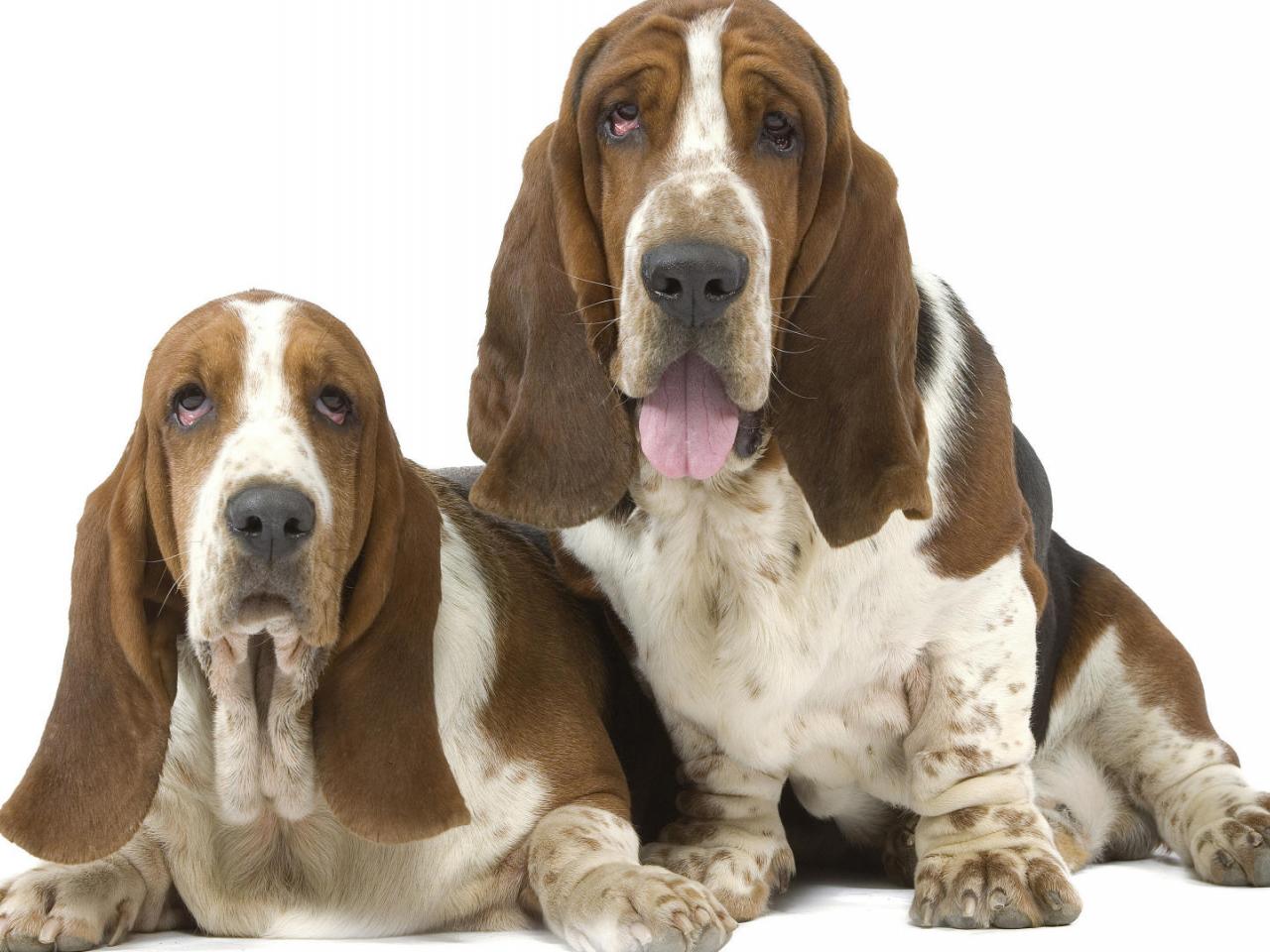 обои Basset Hounds фото