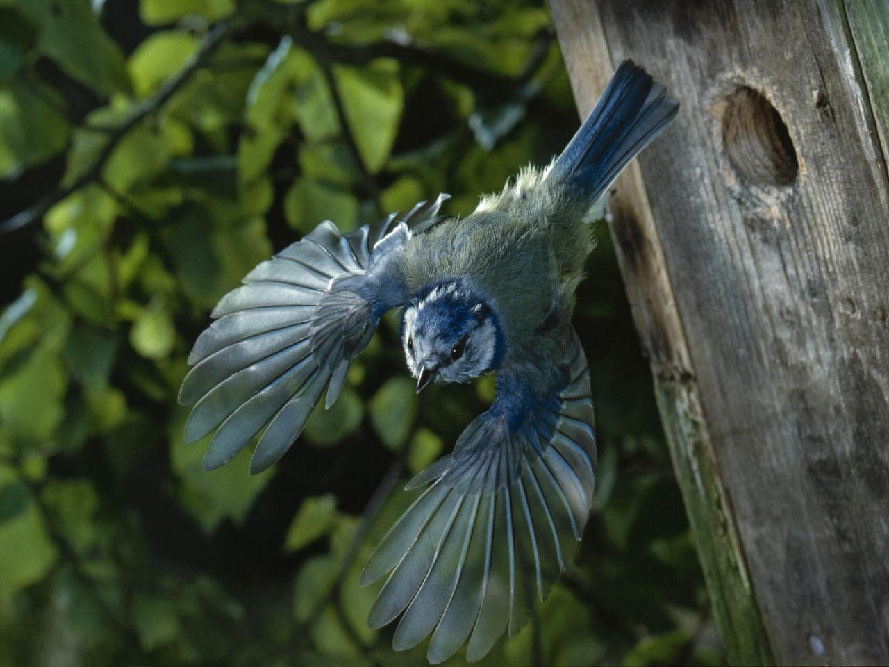 обои Blue Tit in Flight фото