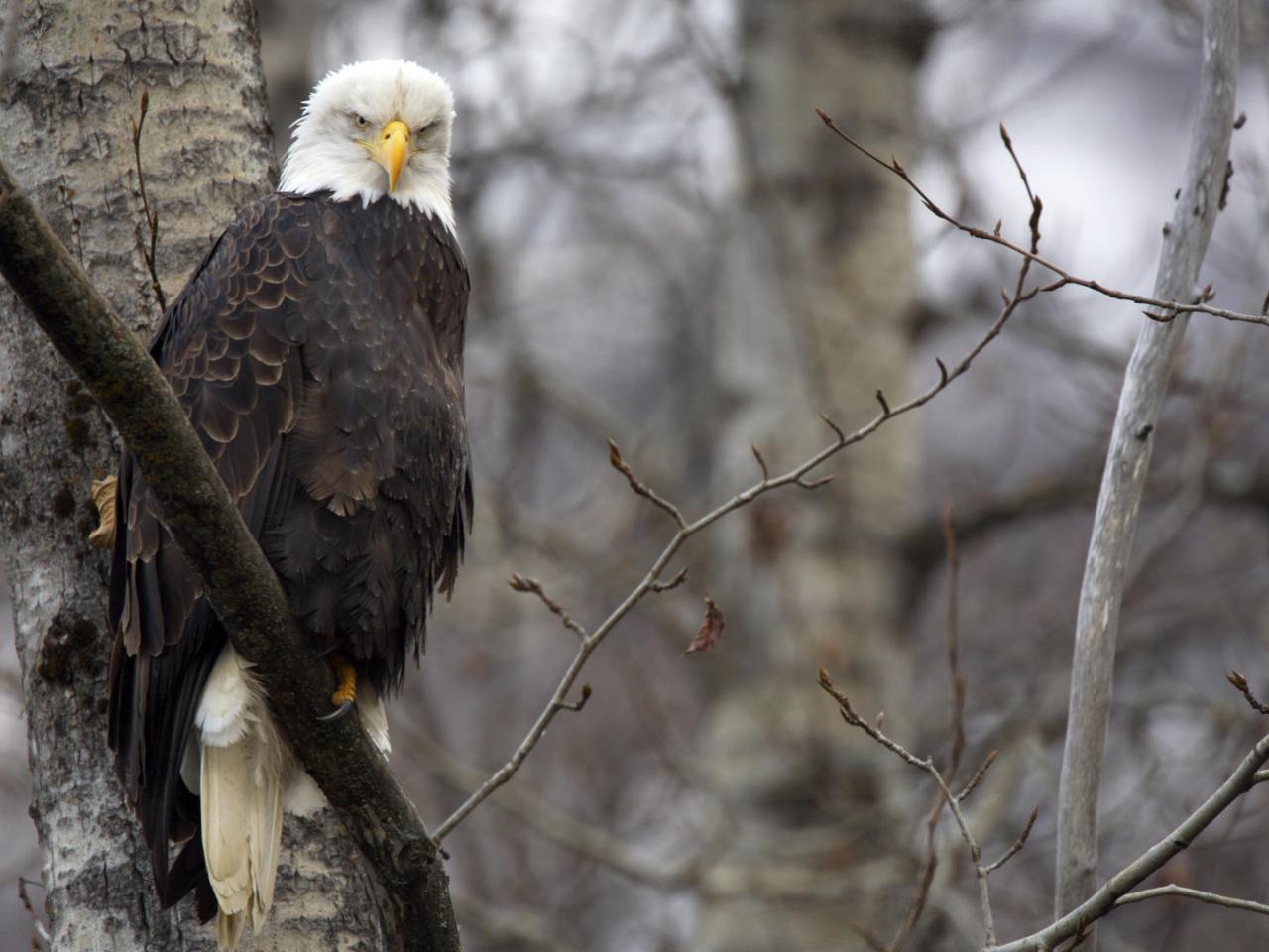 обои Chilkat Bald Eagle Preserve,   Alaska фото