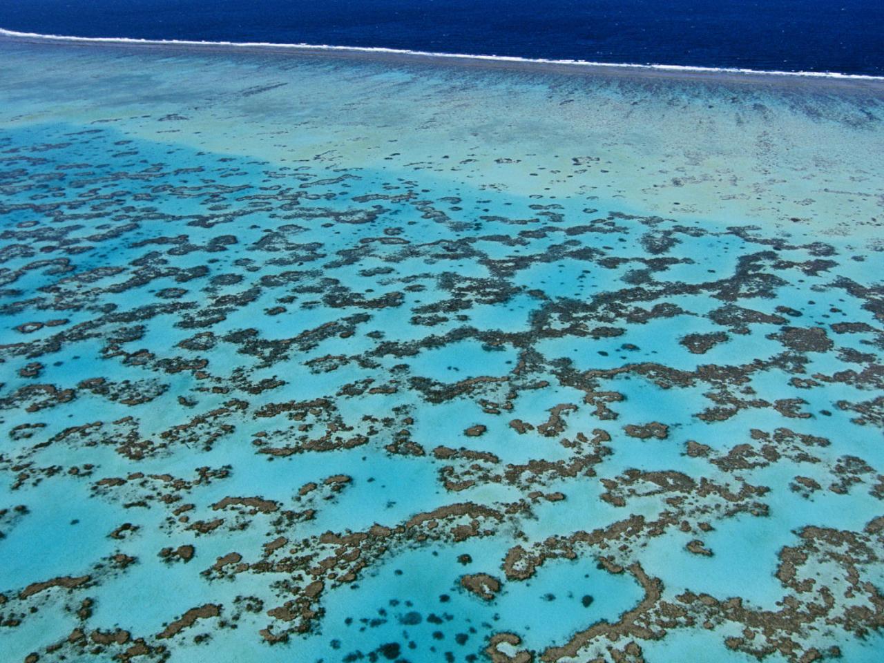 обои Coral,   Near Heron Island,   Great Barrier Reef,   Queensland,   Australia фото