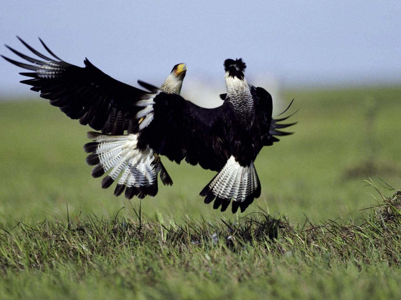 обои Crested Caracaras Fighting,   Llanos,   Venezuela фото