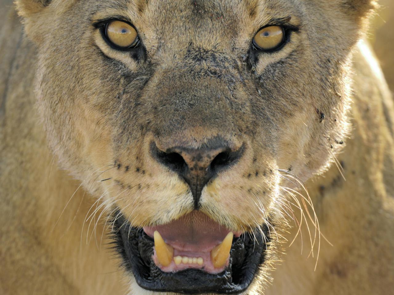 обои Female African Lion,   Serengeti National Park,   Tanzania фото