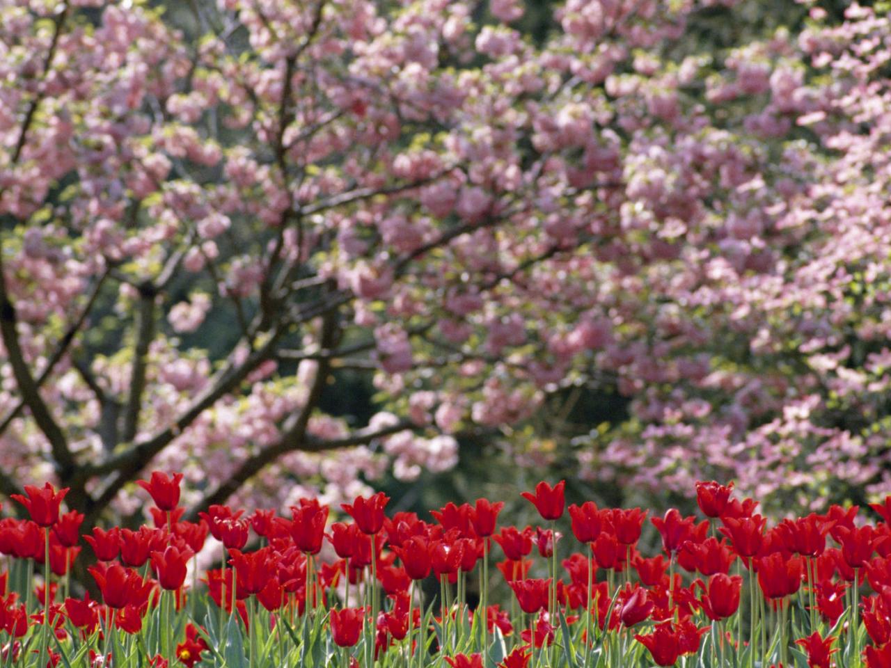 обои Flowering Dogwoods and Tulips,   North Carolina фото