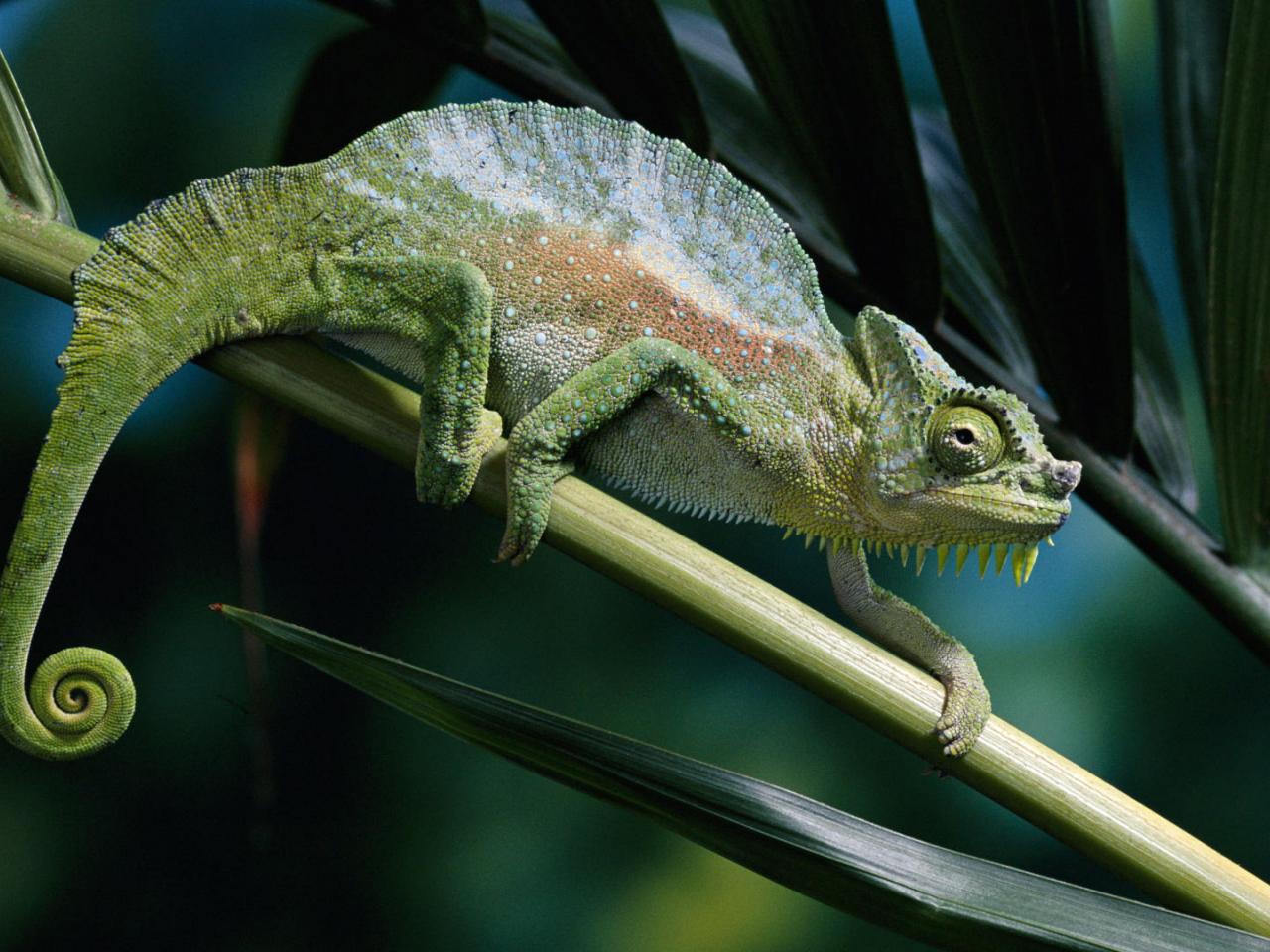 обои Four-Horned Chameleon фото