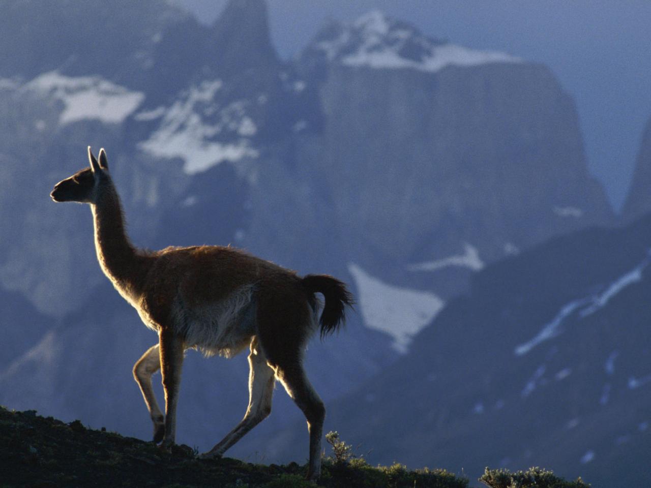 обои Guanaco,   Chile фото