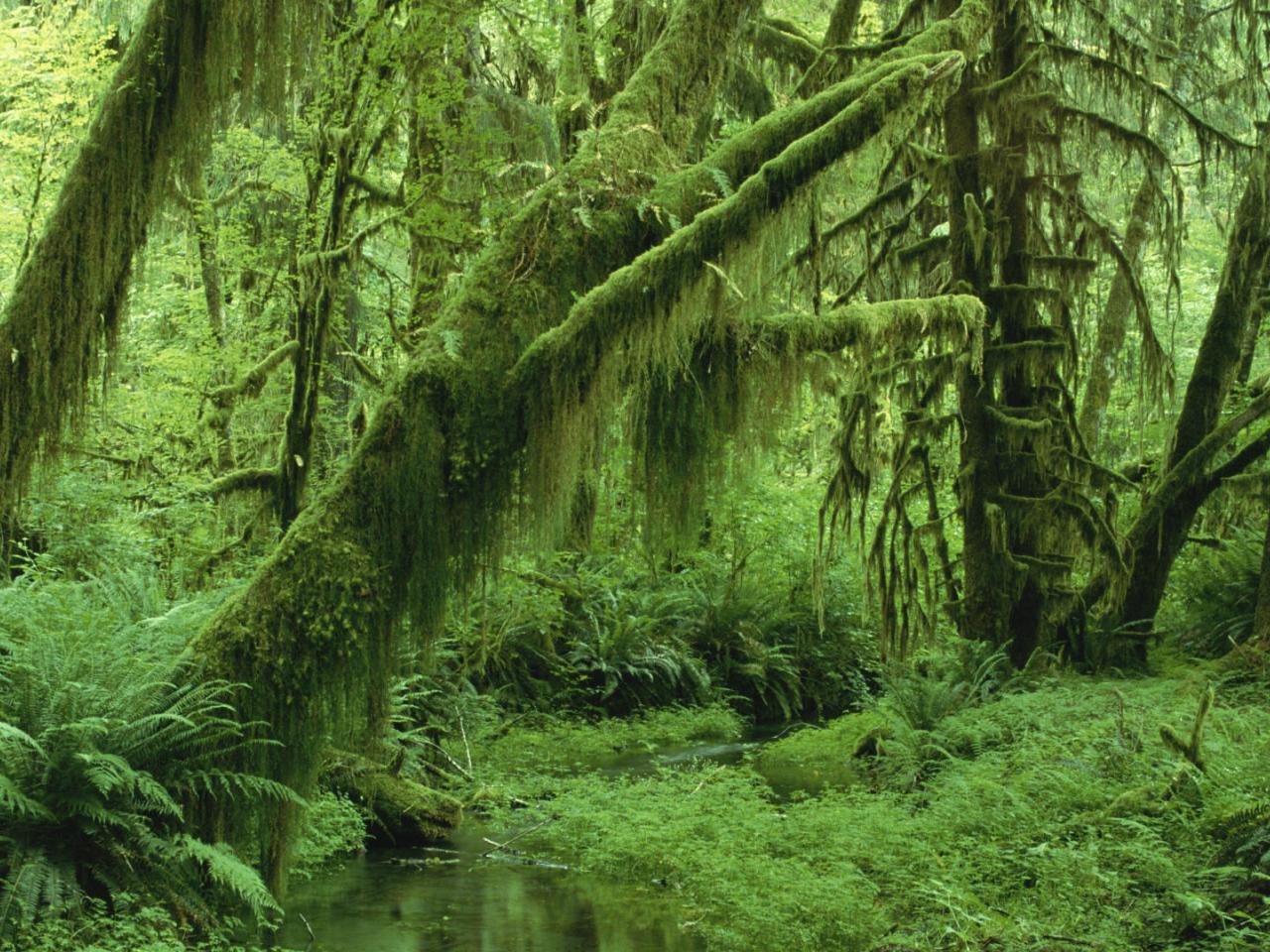 обои Hoh Rainforest,   Olympic National Park,   Washington фото