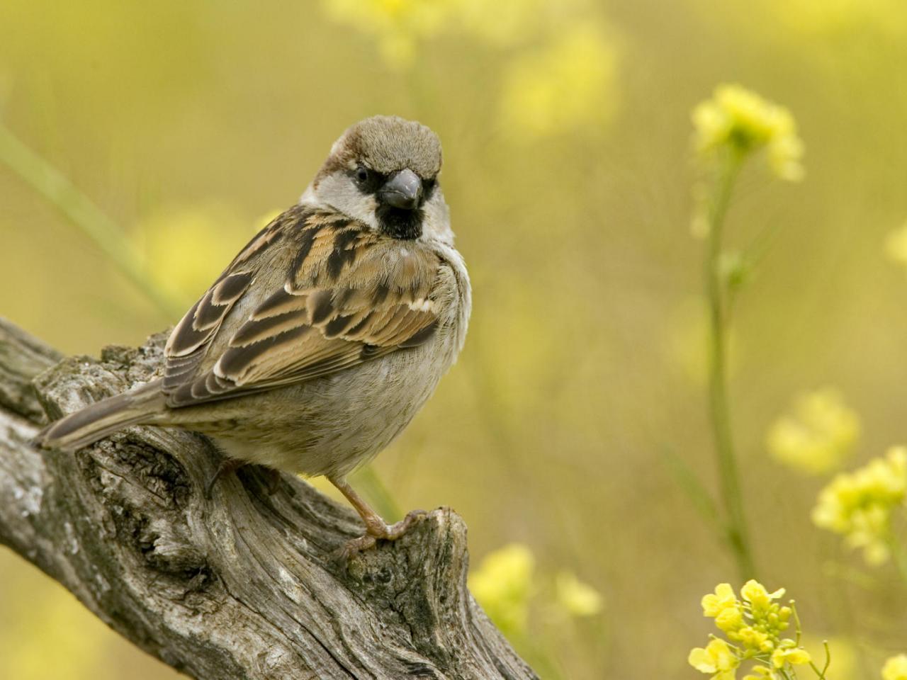 обои House Sparrow,   Seville,   Andalusia,   Spain фото